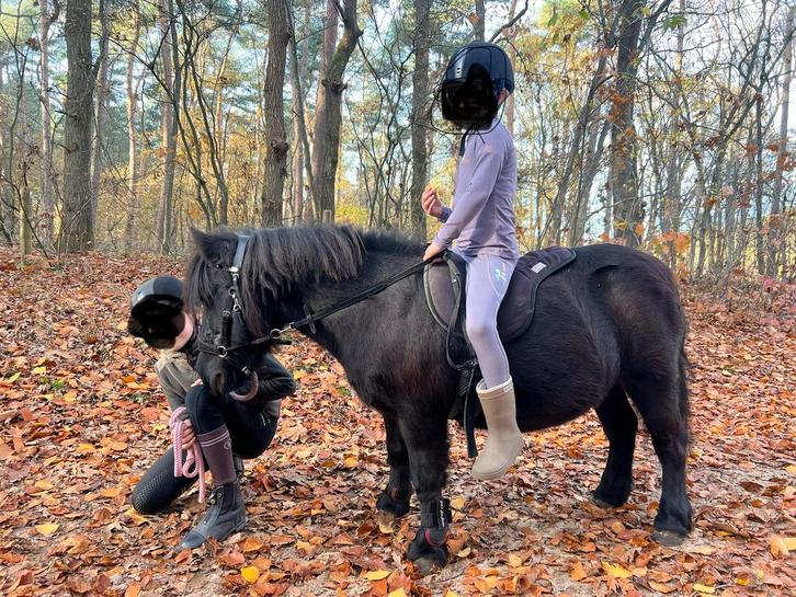 Shetlander leasen verzorgen bijrijden paardrijles bijrijder, Dieren en Toebehoren, Paarden en Pony's | Overige Paardenspullen