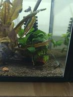 Blue Moscow guppen, Dieren en Toebehoren, Vis