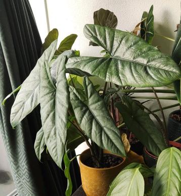Alocasia Heterophylla Corazon 3 knollen beschikbaar voor biedingen