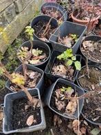 Biologische Frambozen stekken 1,50, Tuin en Terras, Planten | Tuinplanten, Ophalen