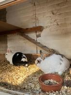 twee konijnen te koop., Dieren en Toebehoren, Vrouwelijk, Middelgroot, 3 tot 5 jaar