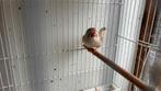 Zebravink gratis af te halen, Vrouwelijk, Tropenvogel