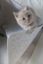 4  pluizige britse korthaar kittens, Dieren en Toebehoren, Meerdere dieren, Ingeënt