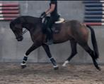 chique 4-jarige merrie uit bekende Fuga stam, Dieren en Toebehoren, Paarden, Merrie, B, Dressuurpaard, 3 tot 6 jaar
