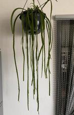 Lepismium Bolivianum met lange stekken, inclusief hangpot., Huis en Inrichting, Kamerplanten, In pot, Minder dan 100 cm, Groene kamerplant