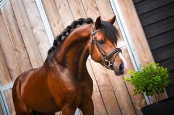 Super knappe, lieve en zeer getalenteerde sportpony te koop! beschikbaar voor biedingen