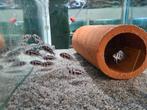 Frontosa Black Widow Tanganyika Cichliden, Dieren en Toebehoren, Vissen | Aquariumvissen, Vis, Zoetwatervis