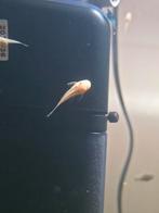 Ancistrus albino, Vis