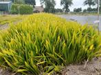 Trachycarpus fortunei grote zaailingen., Ophalen of Verzenden, Zomer, Overige soorten, Volle zon