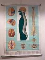 Anatomie Posters Menselijk Lichaam (50 stuks), Ophalen, Natuur en Biologie