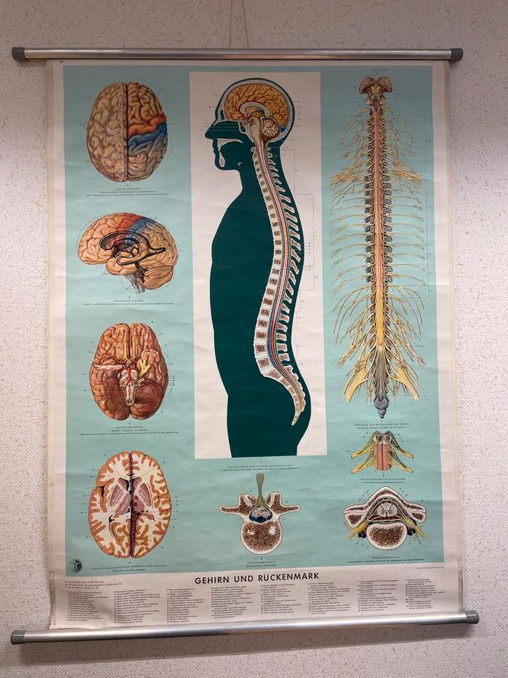 Anatomie Posters Menselijk Lichaam (50 stuks), Antiek en Kunst, Antiek | Schoolplaten, Natuur en Biologie, Ophalen