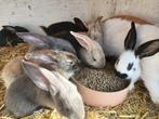 Konijn, Meerdere dieren, Groot, 0 tot 2 jaar