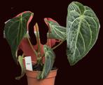 Anthurium Crystallinum plant volwassen plant, Ophalen, Overige soorten, Halfschaduw, In pot