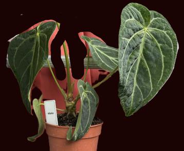 Anthurium Crystallinum plant volwassen plant beschikbaar voor biedingen