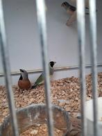 Spitsstaartamadine  .man, Mannelijk, Tropenvogel