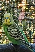 Wildkleur grasparkiet mannen begin 2025, Dieren en Toebehoren, Mannelijk, Parkiet