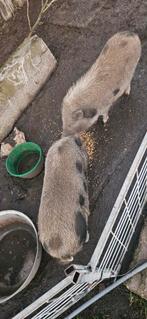2 mini varkentjes, (borgjes), Dieren en Toebehoren, Meerdere dieren, Varken