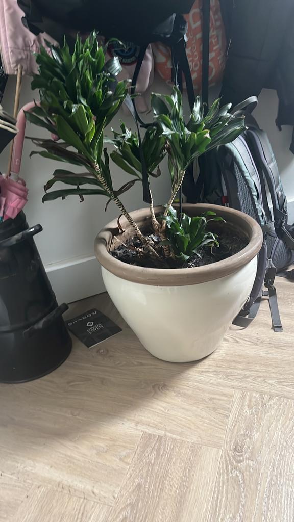 Planten en potten, Huis en Inrichting, Overige Huis en Inrichting, Zo goed als nieuw, Ophalen