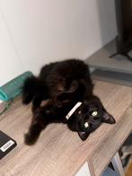 Twee tweelingkittens, 9 maanden oud, met een gratis tas., Dieren en Toebehoren, Kater