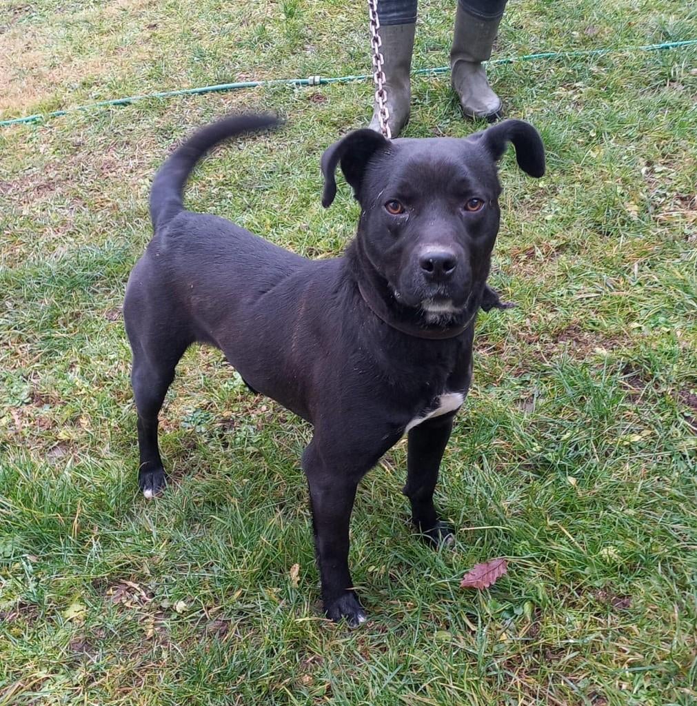 Dobby – Ons stoere knuffelbeest, Particulier, 15 weken tot 1 jaar, Reu, Buitenland