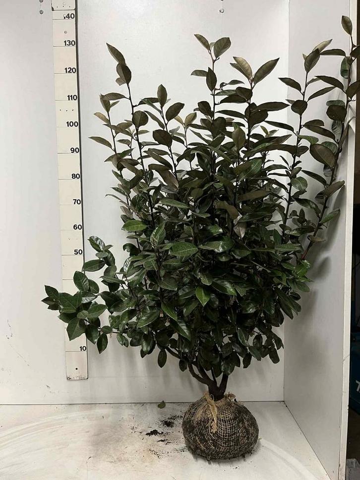 Elaeagnus ebbingei 60/80, Tuin en Terras, Planten | Tuinplanten, Overige soorten, Halfschaduw, Ophalen of Verzenden