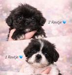 Shih Tzu pups laatste 2 van het nestje, België, Particulier, Overige rassen, 8 tot 15 weken
