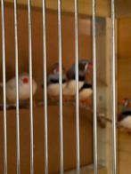 Gratis zebravinken, Dieren en Toebehoren, Vogels | Overige Vogels, Meerdere dieren, Tropenvogel
