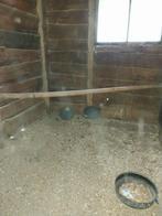 Parelhoenders koppel jong, Dieren en Toebehoren