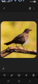 Merelpop gevraagd, Dieren en Toebehoren, Vrouwelijk, Wildzangvogel, Geringd