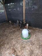 8 verschillende kuikens, Dieren en Toebehoren, Pluimvee, Mannelijk, Kip