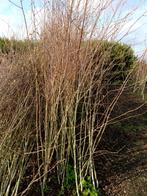 Witte berken, Ophalen, Bloeit niet, Halfschaduw, Overige soorten