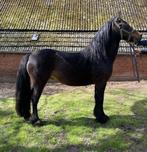 Tweeënhalf jarige Fell Pony, Dieren en Toebehoren, Pony's, Merrie, Gechipt