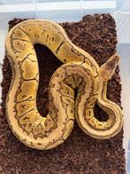 Pastel pinstripe het clown regius vrouw, Slang, 3 tot 6 jaar