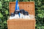 Friese stabijpups, Rabiës (hondsdolheid), Overige rassen, 8 tot 15 weken, Meerdere