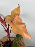Philodendron Strawberry Shake, Huis en Inrichting, Kamerplanten, Ophalen of Verzenden, Overige soorten, Minder dan 100 cm
