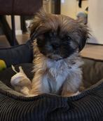 Lieve boomer teef zoekt een warm thuis, 15 weken tot 1 jaar, Teef, Eén hond, Klein