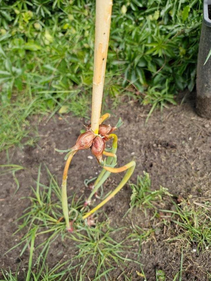 Egyptische ui, winterhard, om verder te kweken, Tuin en Terras, Planten | Fruitbomen, Overige soorten, Minder dan 100 cm, Ophalen of Verzenden