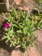 Uitverkoop  vaste planten , hele mooie nu 20% extra korting, Ophalen, Zomer, Overige soorten, Halfschaduw