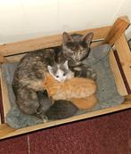 Kortharige kittens, Dieren en Toebehoren, Meerdere dieren