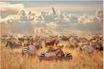 Glasschilderij Zebra's, Ophalen of Verzenden, Nieuw