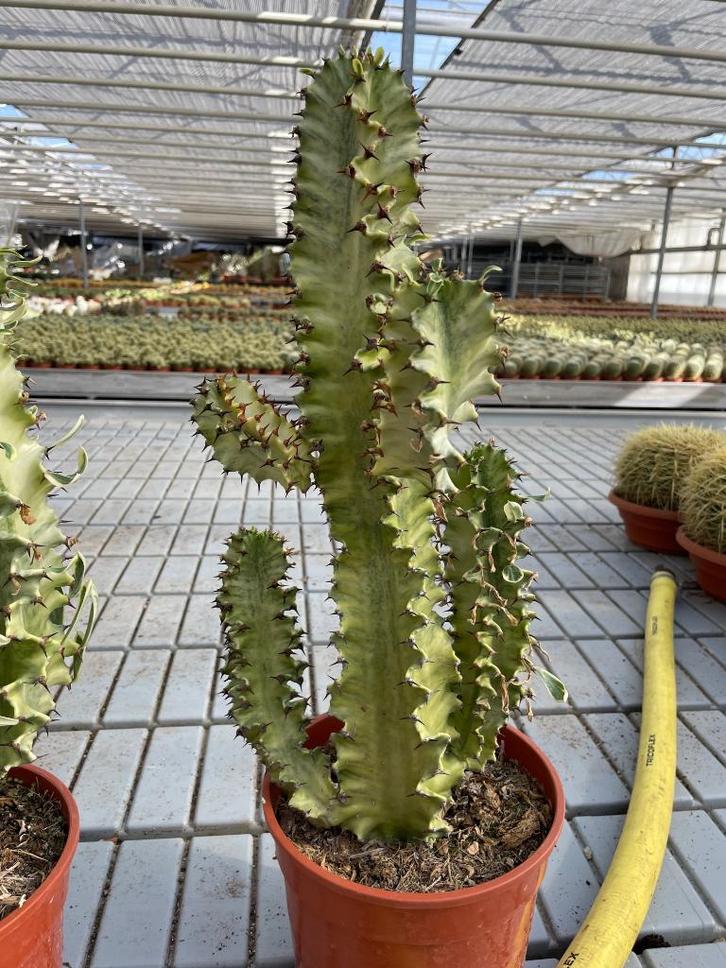 Cactus Euphorbia Ingens Marmorata circa 65-75 cm hoog., Huis en Inrichting, Kamerplanten, Cactus, Minder dan 100 cm, Groene kamerplant