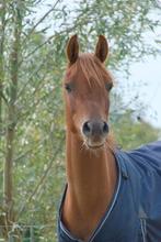 Jong talent! 3-jarige lieve arabier zoekt 5 ⭐️ huisje, Dieren en Toebehoren, Minder dan 160 cm, Ruin, 3 tot 6 jaar, Ontwormd