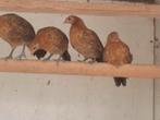 Groninger meeuw kriel., Dieren en Toebehoren, Meerdere dieren, Kip