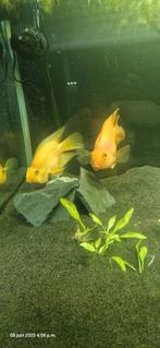 Kweekkoppel Red Parrot Cichliden (ook ruilen), Vis