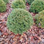 Taxus baccata bollen diverse maten, Tuin en Terras, Planten | Struiken en Hagen, Ophalen, Taxus, Struik, Minder dan 100 cm