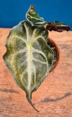 Alocasia Venom p8 (2)