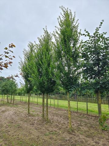 Zuil haag beuk | Carpinus betulus 'Fastigiata'