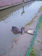 Zwarte zwaan, Dieren en Toebehoren, Pluimvee, Mannelijk, Gans of Zwaan