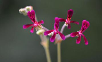 Pelargonium sidoides beschikbaar voor biedingen