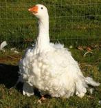 Gezocht sebastopol gans/koppel/broedei, Meerdere dieren, Gans of Zwaan